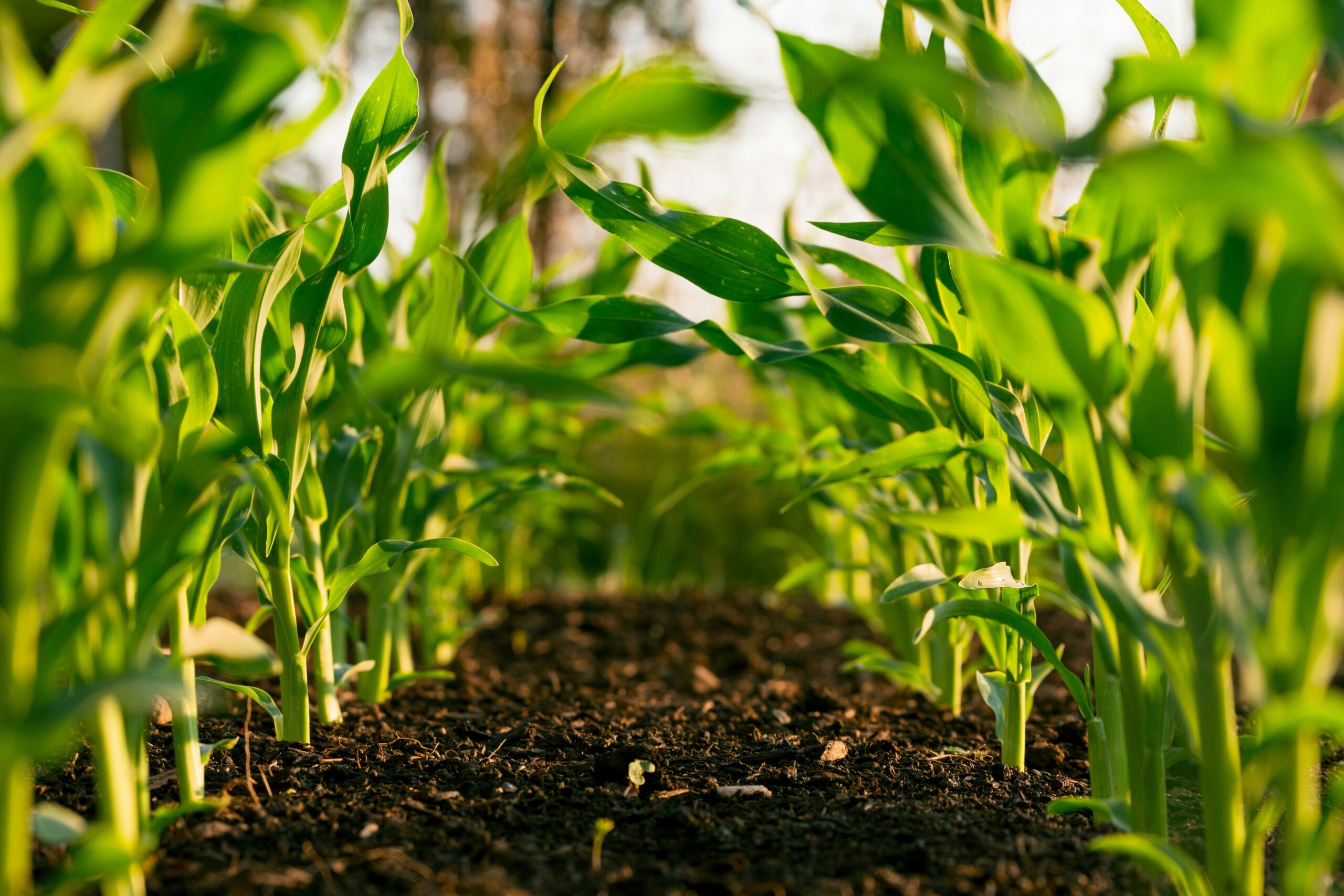 Plantação de milho em início de desenvolvimento, em solo fértil, representando a safra que pode motivar o alongamento de dívida rural