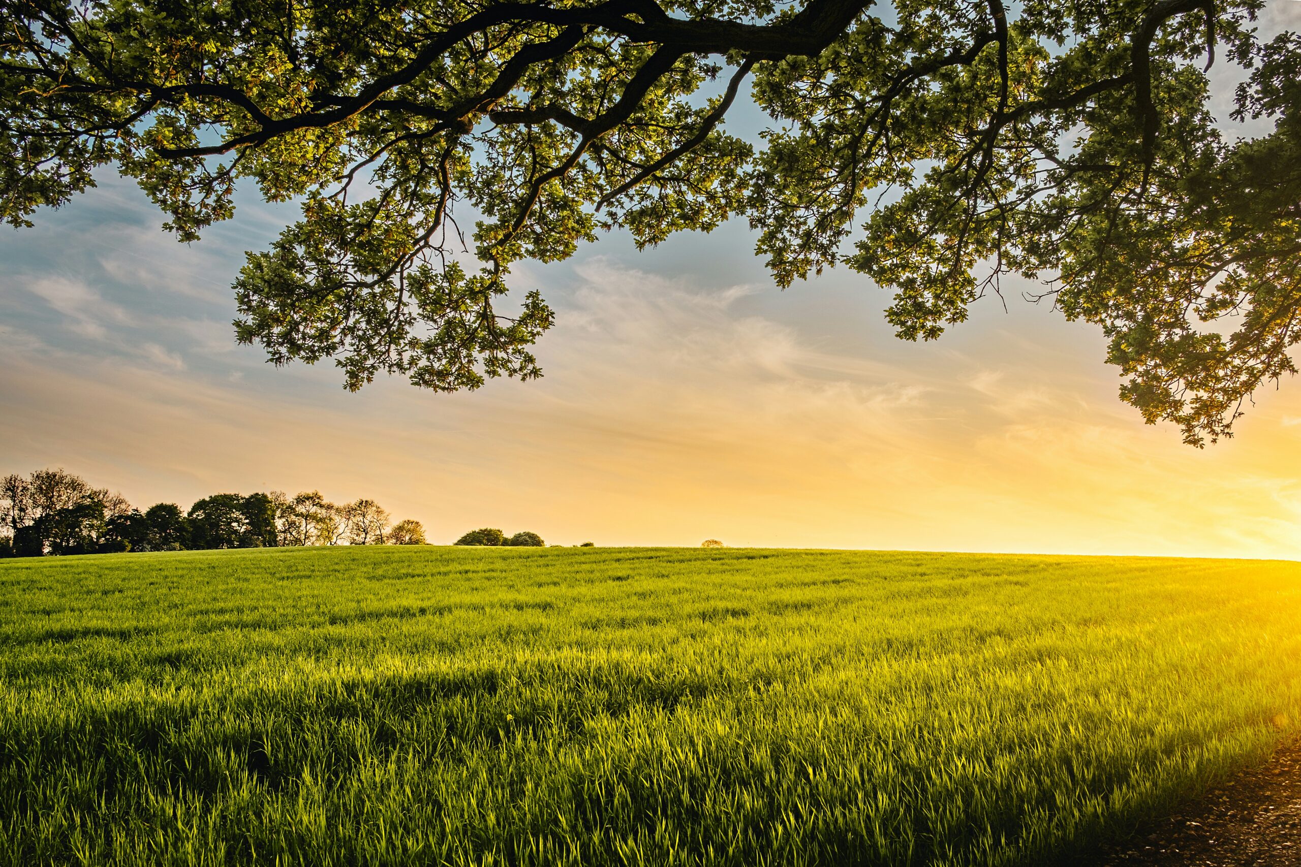 Advogado rural: Plantação verde ao entardecer, com galhos de árvore em primeiro plano e luz dourada no horizonte
